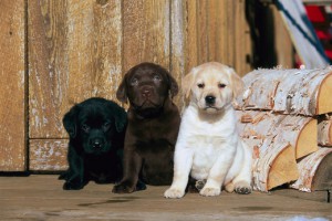 Labrador Retriever (Canis familiaris), three different colored puppies, black, chocolate, and yellow, beside logs